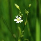 Ein kleines Blümchen 