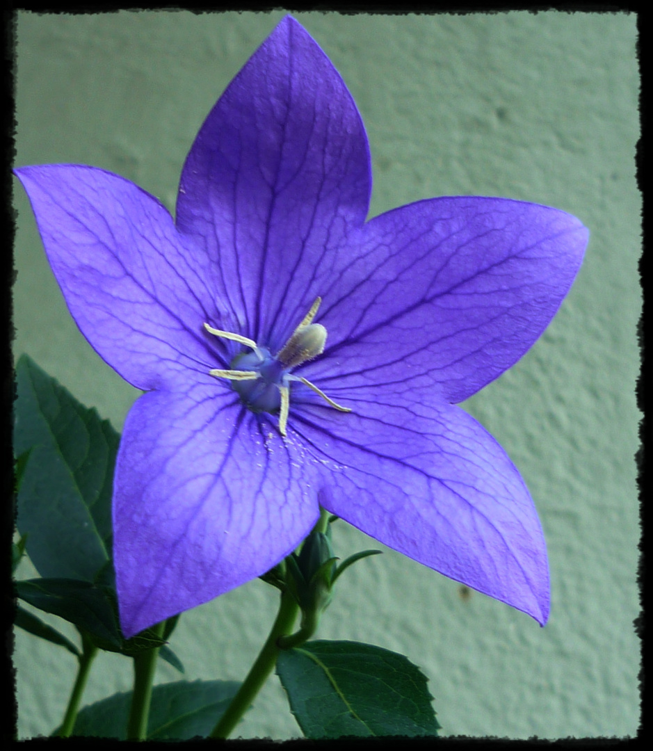 Ein kleines Blümchen