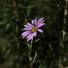 ein kleines Blümchen für Euch...