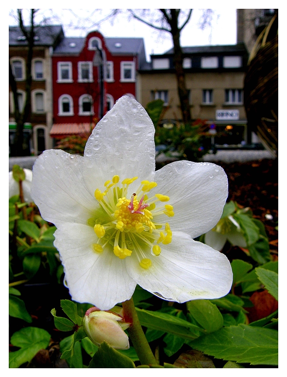 Ein kleines Blümchen ganz gross