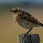 Ein kleines Braunkehlchen