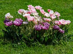 ein kleines buntes grüppchen...