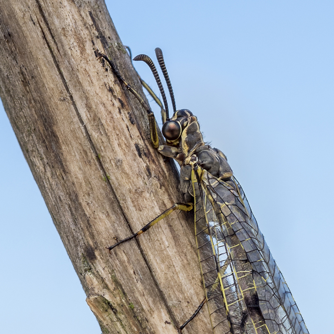 ein kleines Detail meiner letzten Foto