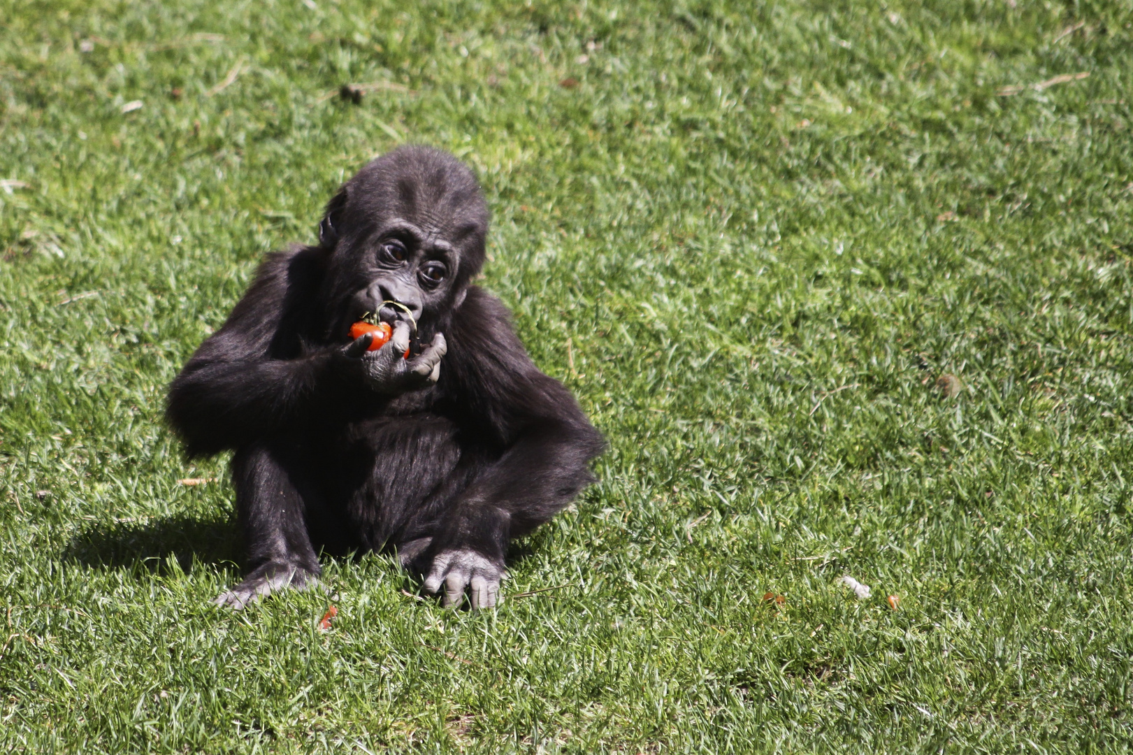 Ein kleines Diner für den süßen Gorilla