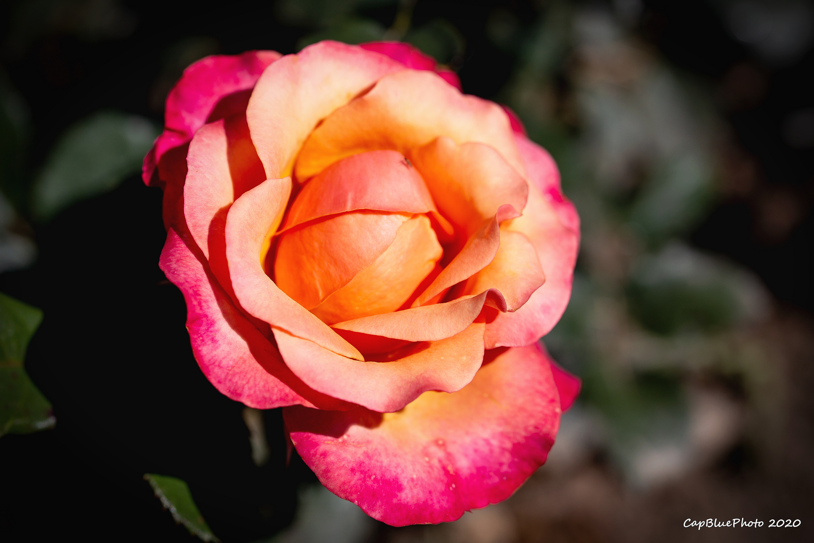 Ein kleines Farbwunder diese Rose