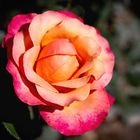 Ein kleines Farbwunder diese Rose