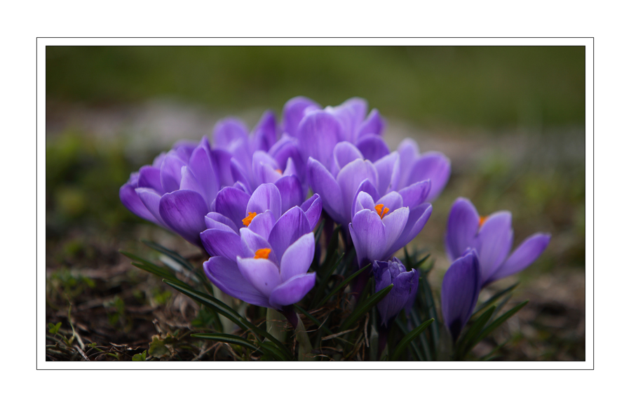 ***...ein kleines Fleckchen Frühling...***