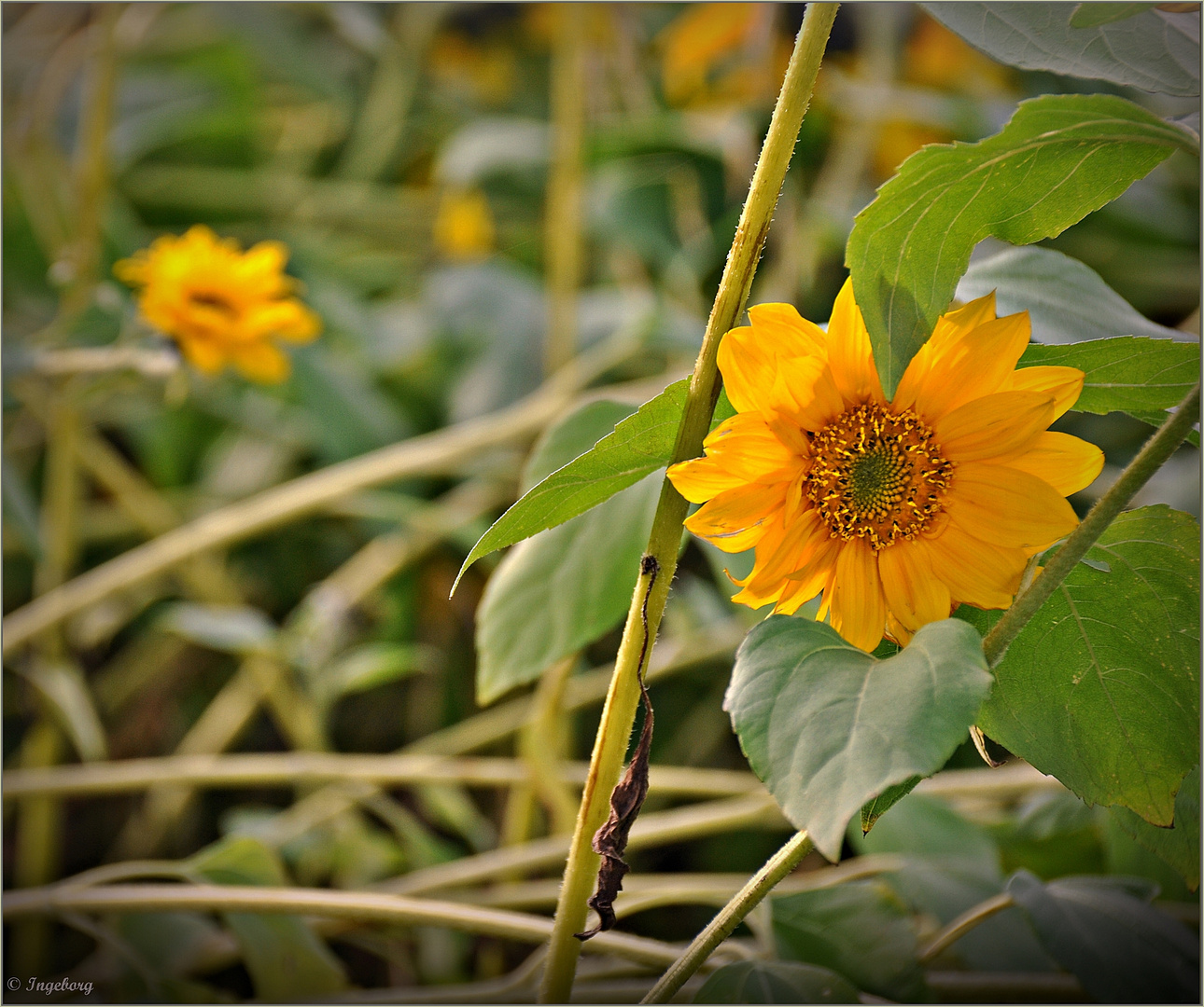 Ein kleines Fleckchen "Sommer"