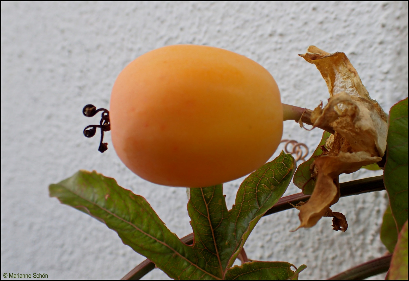 Ein kleines Früchtchen zum Mittwochabend...