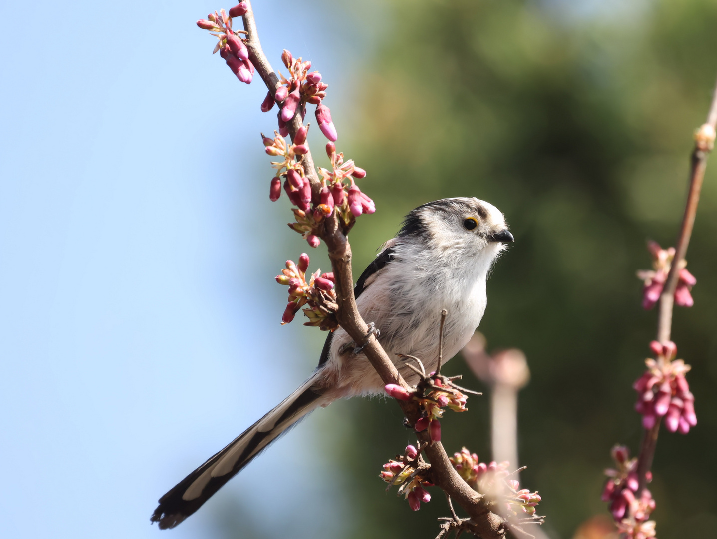 .*.*.*.*   ein kleines Frühlingsbild .*.*.*.*