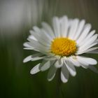 ein kleines Gänseblümchen