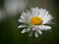 ein kleines Gänseblümchen