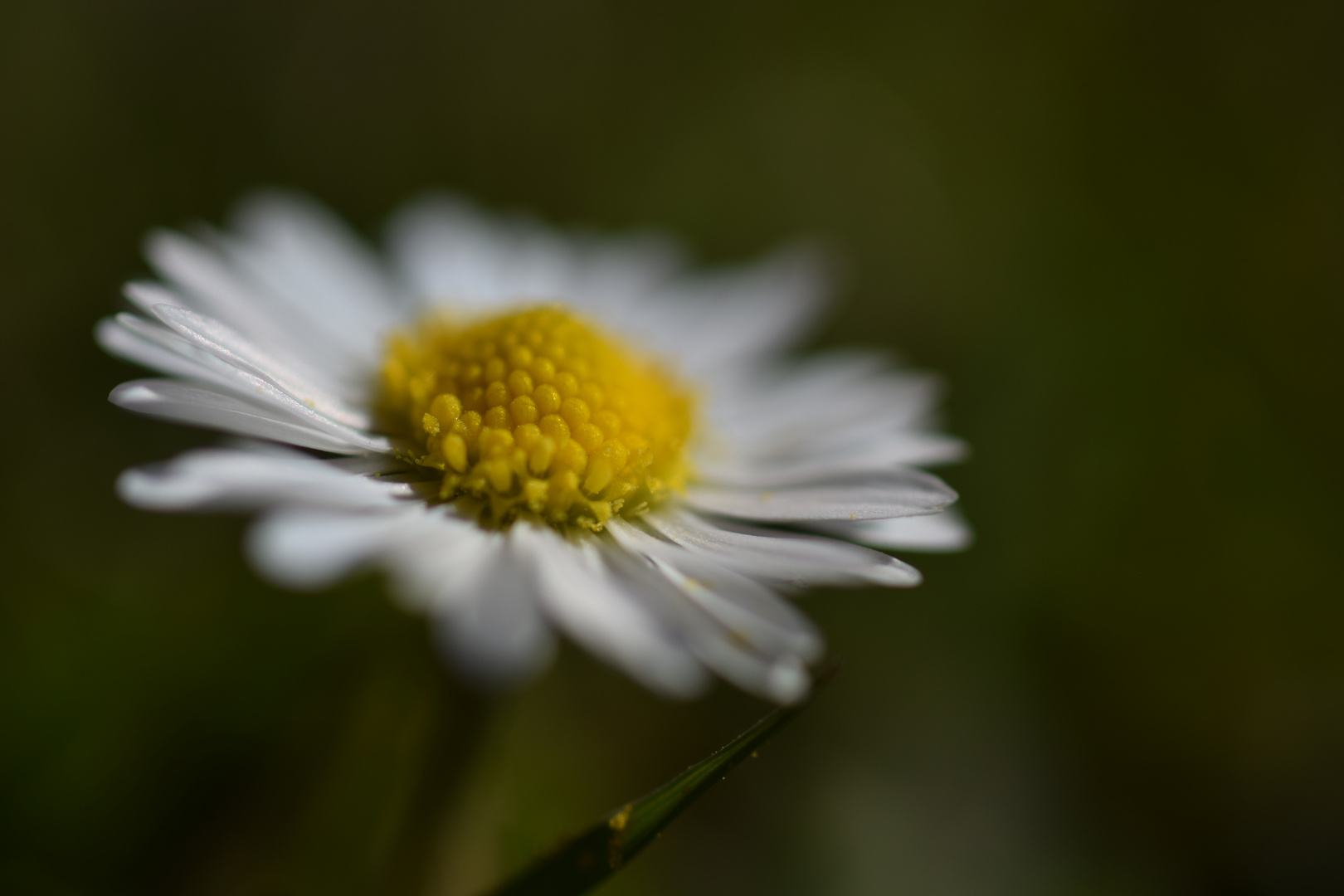 Ein kleines Gänseblümchen