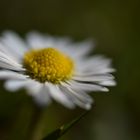 Ein kleines Gänseblümchen