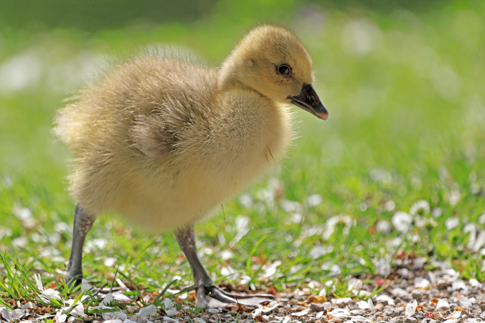 Ein kleines Gänslein...