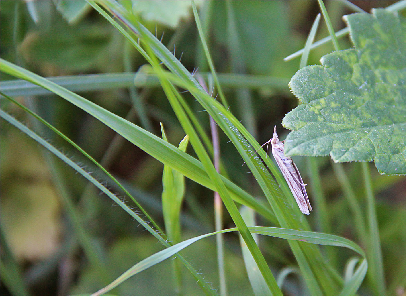 Ein kleines Gras-Geistchen ...