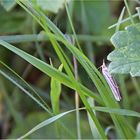 Ein kleines Gras-Geistchen ...