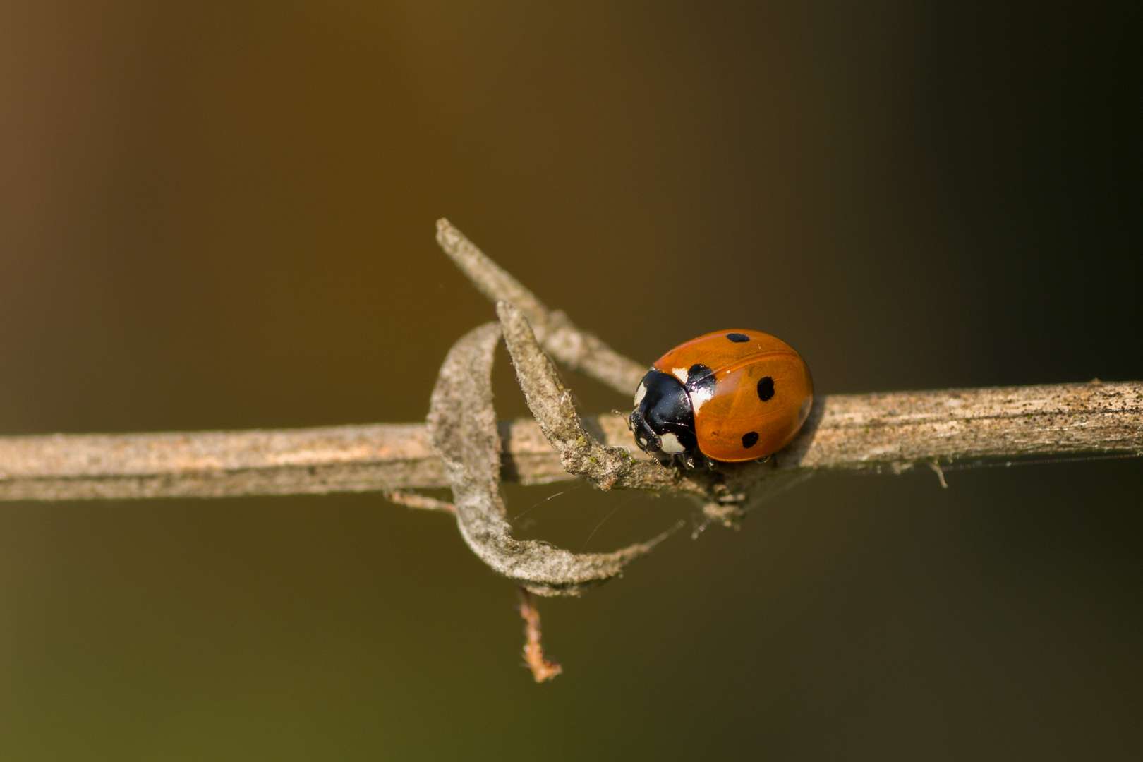 Ein kleines Hindernis....