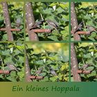 Ein kleines Hoppala