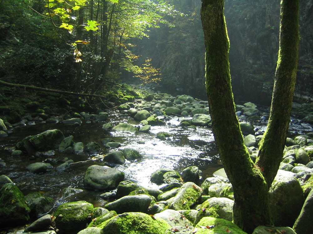 ein kleines idylisches flüßchen im bayrischen wald