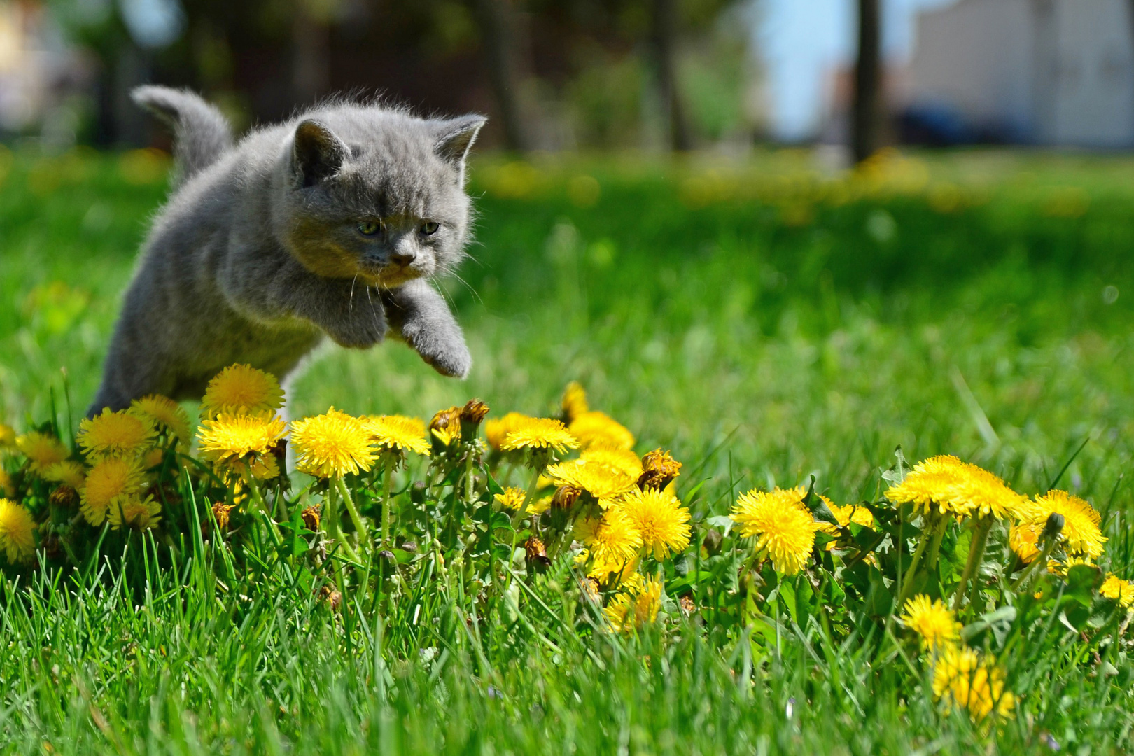 ein kleines Känguru :)