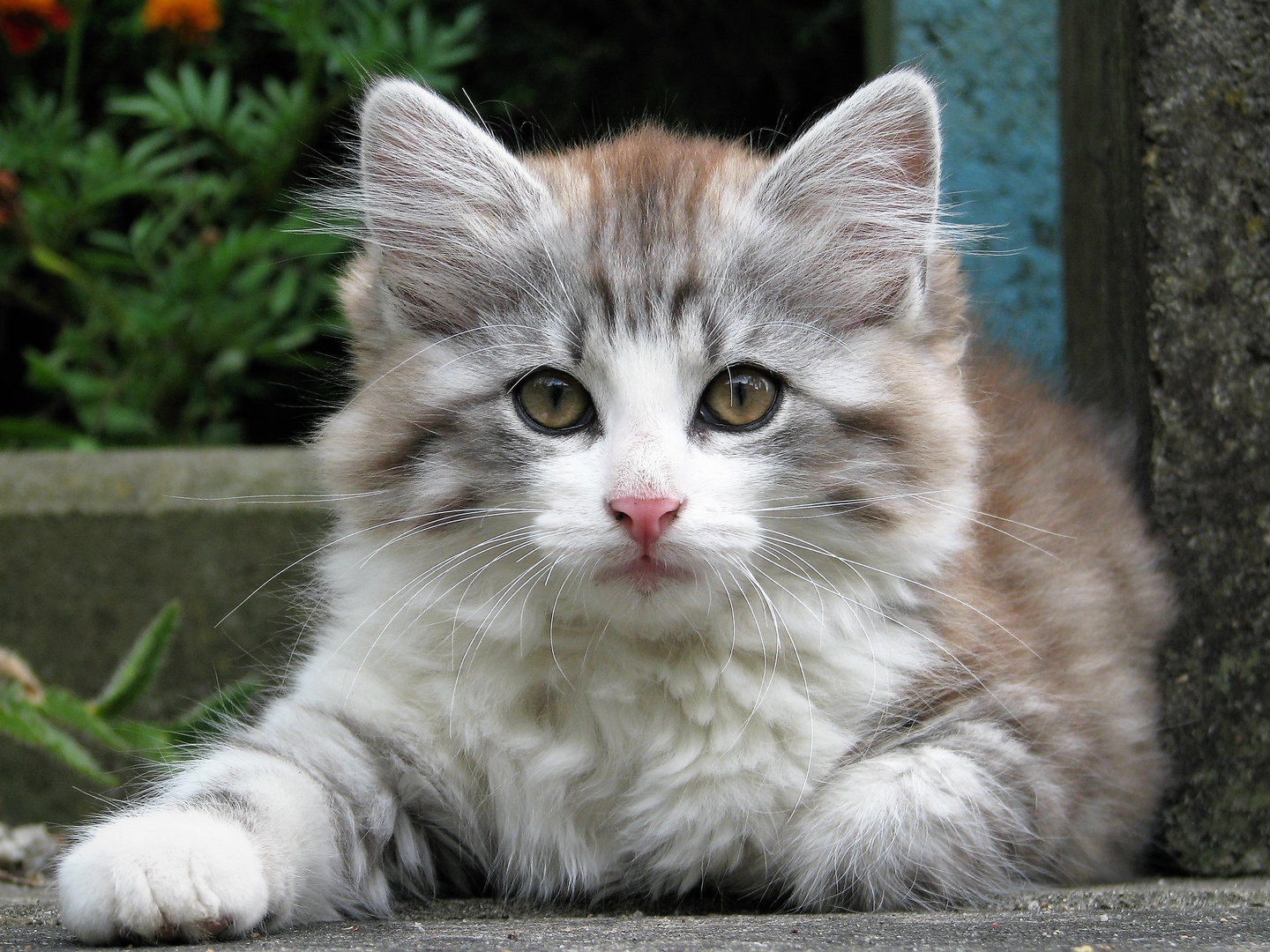 ein kleines Katzenkind