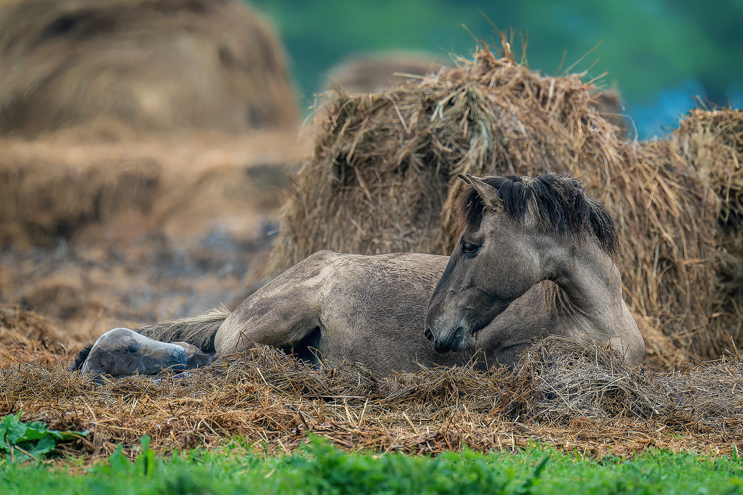 Ein kleines Konik-Fohlen wurde geboren.