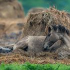 Ein kleines Konik-Fohlen wurde geboren.