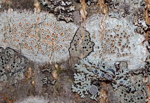 Ein kleines Kunstwerk auf einem Baumstamm ...