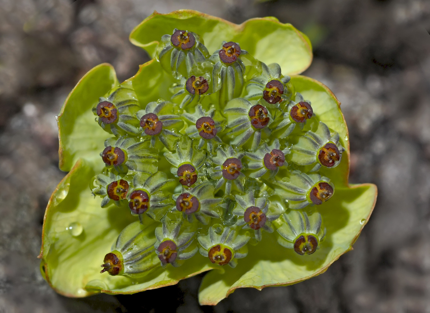 Ein kleines Kunstwerk: Sternblütiges Hasenohr (Bupleurum stellatum) - Le buplèvre en étoile.