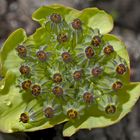 Ein kleines Kunstwerk: Sternblütiges Hasenohr (Bupleurum stellatum) - Le buplèvre en étoile.