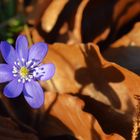 Ein kleines Leberblümchen zum Weltfrauentag