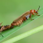 Ein kleines Männchen im Schlepptau! ;-)