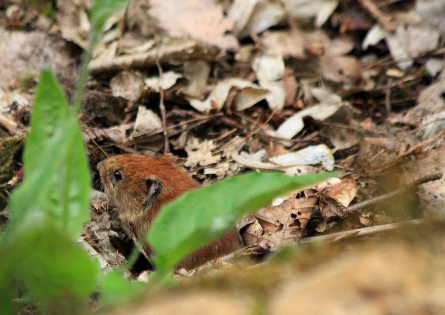 Ein kleines Mäuschen im Wald...