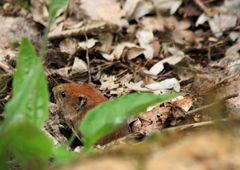 Ein kleines Mäuschen im Wald...