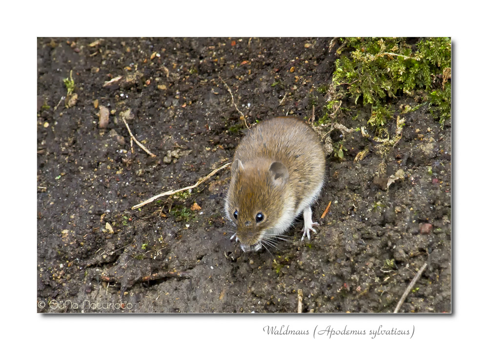 Ein kleines Mäuschen im Walde