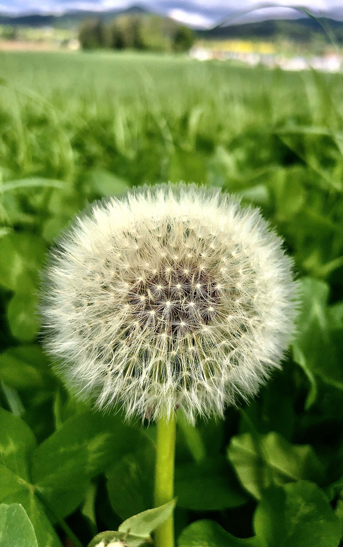 Ein kleines Naturwunder