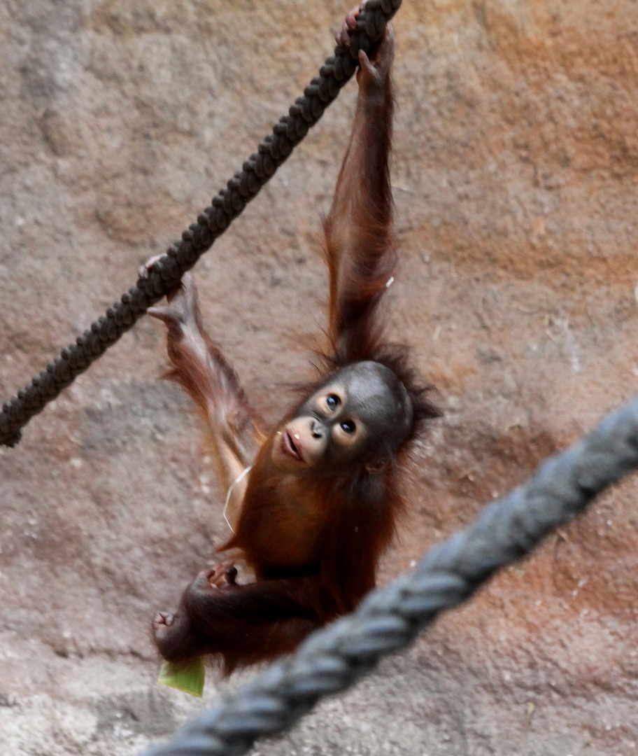 Ein kleines Orang-Utang Baby beim Spielen