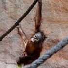 Ein kleines Orang-Utang Baby beim Spielen
