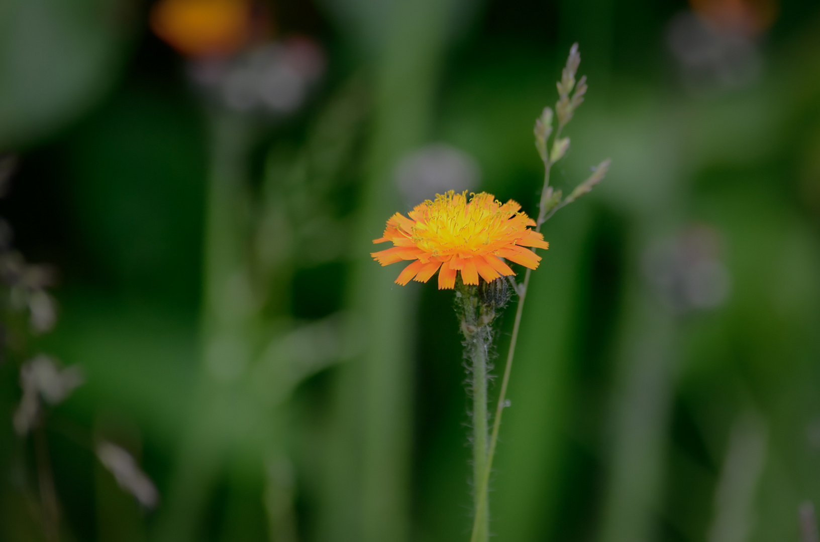 Ein kleines oranges Blümchen