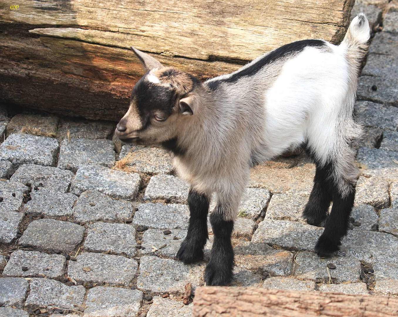 ein kleines "Osterlämmchen"- nein Zicklein