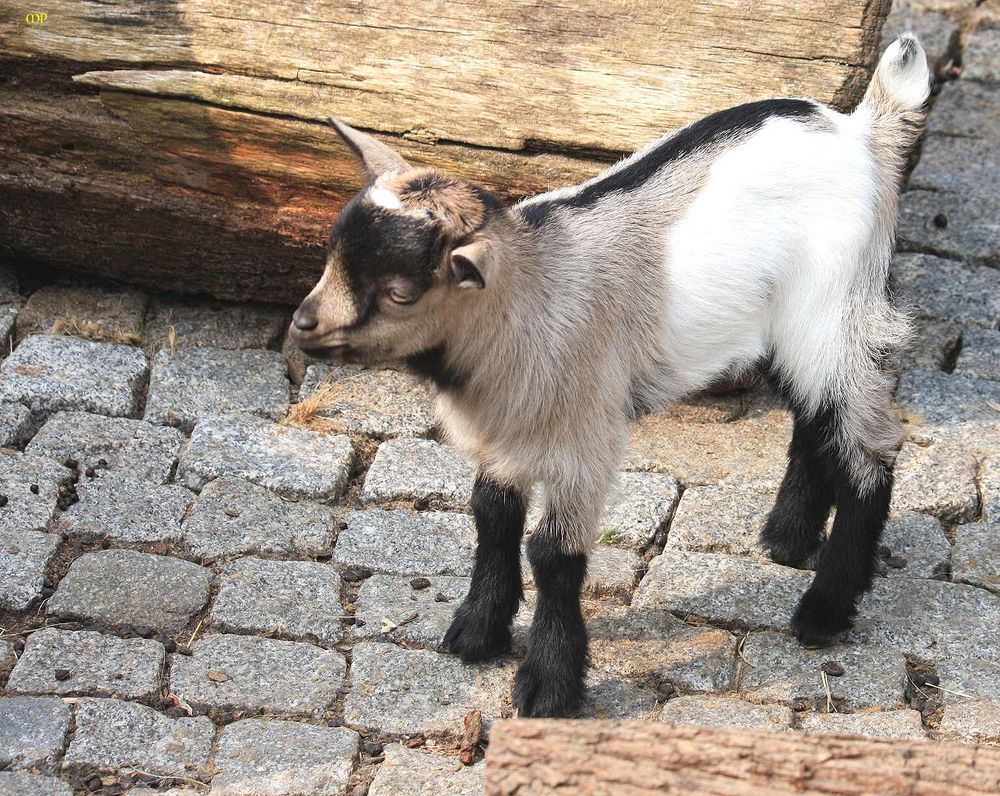 ein kleines &amp;quot;Osterlämmchen&amp;quot;- nein Zicklein Foto &amp; Bild | tiere, natur ...