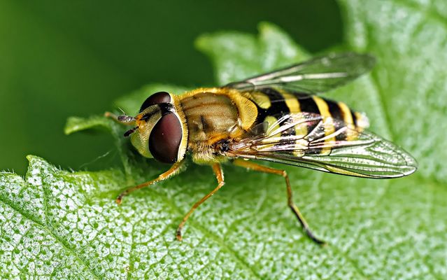 EIN KLEINES PÄUSCHEN AM MORGEN