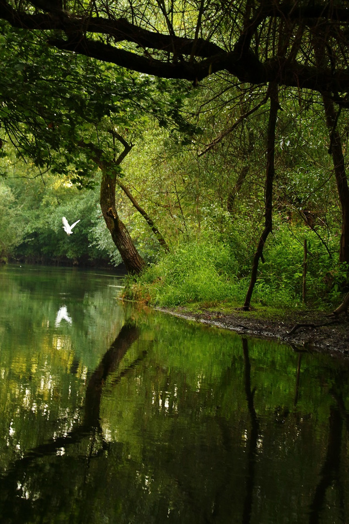 Ein kleines Paradies - Taubergießen 1