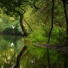 Ein kleines Paradies - Taubergießen 1