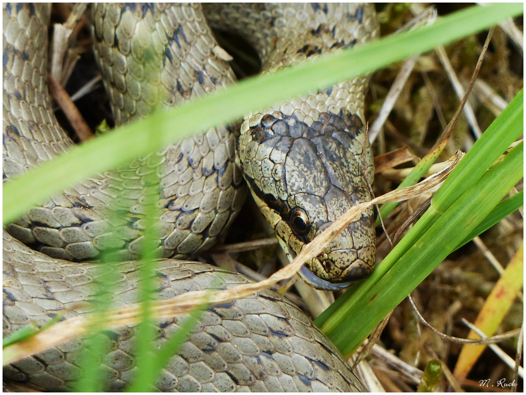 Ein kleines Reptil im hohen Gras ,