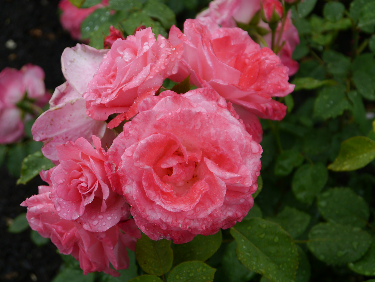 Ein kleines Rosen-Bouquet