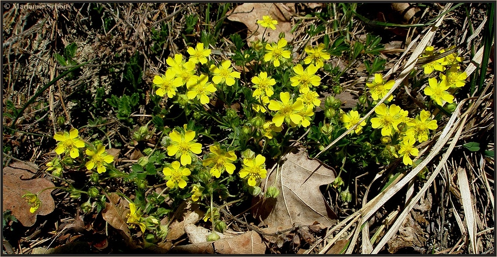 Ein kleines Rosengewächs