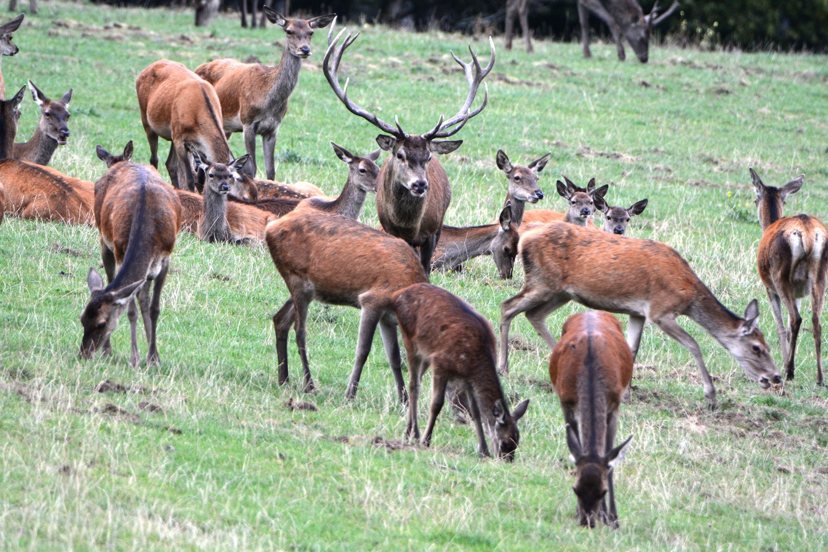 Ein kleines Rudel hat sich der Hirsch erkämpft   