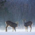 Ein kleines Rudel im Winterwald